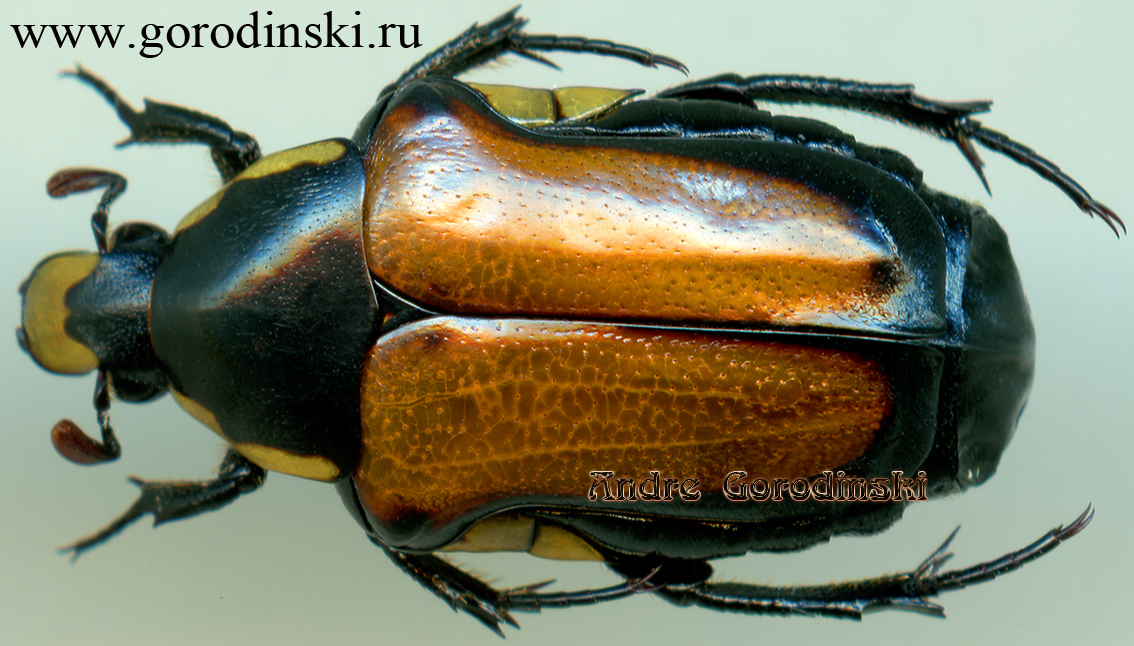 http://www.gorodinski.ru/cetoniidae/Campsiura mirabilis.jpg